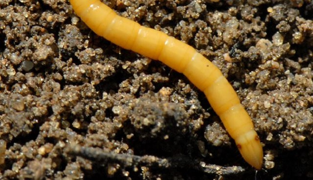 A wireworm on the soil surface
